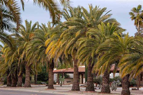 How to Care for a Palm Tree