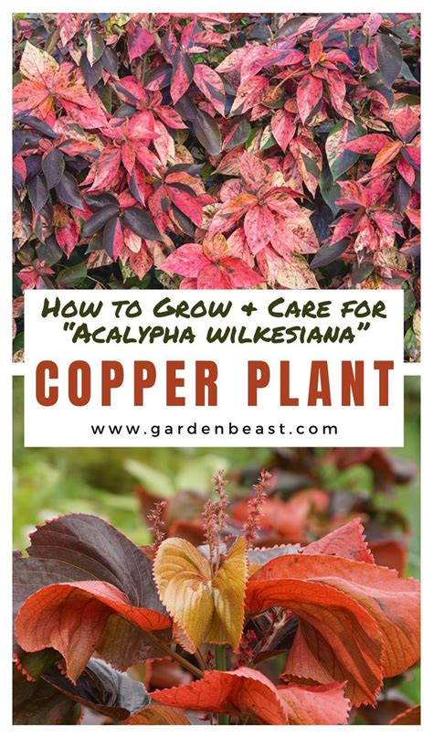 Copper Plant Guide: How to Grow & Care for “Acalypha wilkesiana” | Plants, Cheap garden plants ...