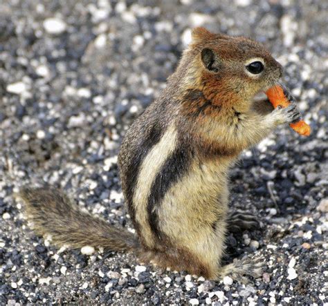 Outdoors: Winter chipmunks are abundant on the North Shore | Local ...