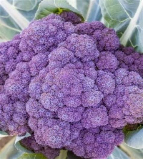 Tyrian Purple Broccoli | John Scheepers Kitchen Garden Seeds