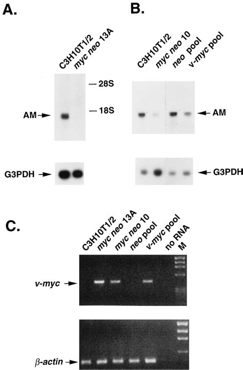 Northern Blot Hybridization Demonstrating that AM mRNA is... | Download Scientific Diagram