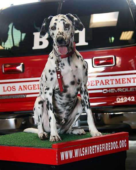 Why Is The Dalmatian Called The Firehouse Dog