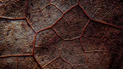 Download wallpaper 1920x1080 leaf, veins, macro, brown full hd, hdtv, fhd, 1080p hd background