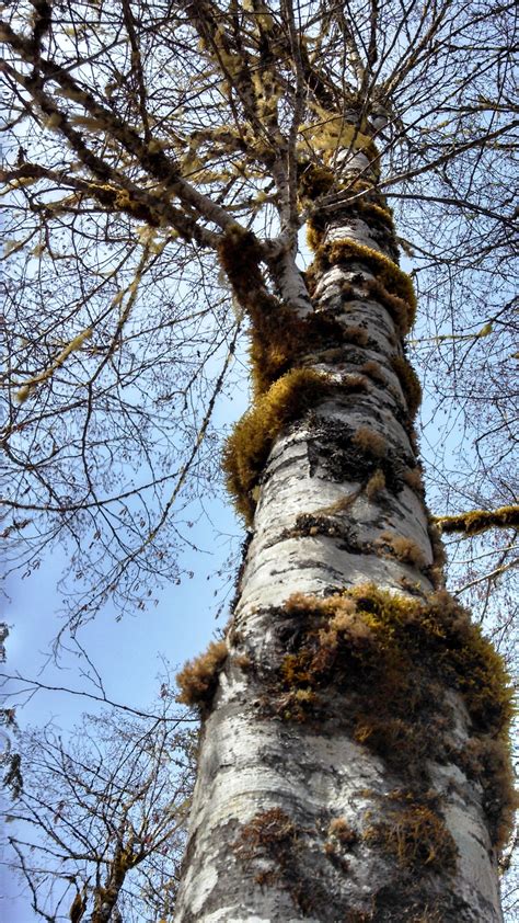 Red Alder | Medium Tree Seedling – SequoiaTrees.com