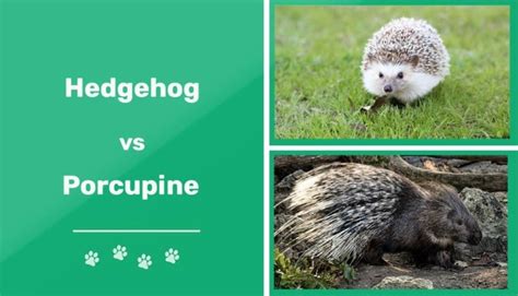 Hedgehog Vs Porcupine: What’s the Difference? | Pet Keen