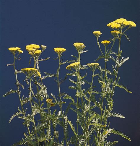 Inflorescence | Racemes, Spikes & Cymes | Britannica