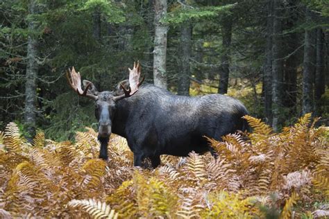 Photos - Réserve faunique de Matane - Parcs Québec - Sépaq | Wildlife ...