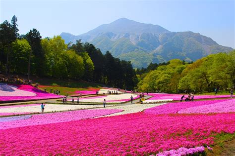 The Next Best Thing To Sakura, Chichibu's Shibazakura, Is Coming Up ...