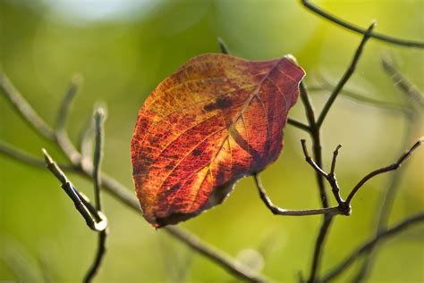 Last of the Dogwood Leaves... - PentaxForums.com