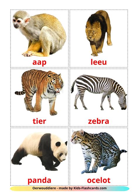 21 FREE Jungle animals Flashcards | PDF | Afrikaans Words