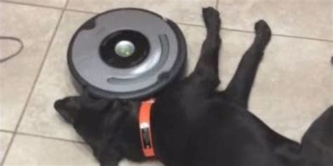 Roomba Vacuums Around a Lazy Dog on the Floor