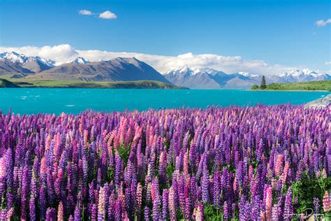 New Zealand Spring / Lupin Photo Tour - Larissa Dening Photography