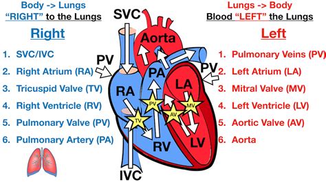 Heart Blood Flow | Simple Anatomy Diagram, Cardiac Circulation Pathway ...