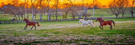 Perfect Time to Visit Lexington for Horse/Bicycle Enthusiasts ...