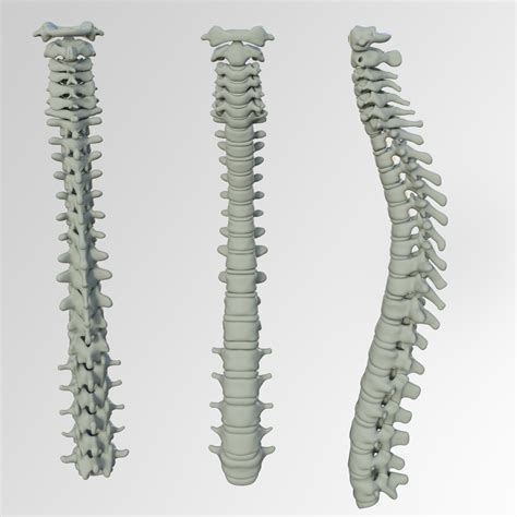 Spinal Column Free Stock Photo - Public Domain Pictures