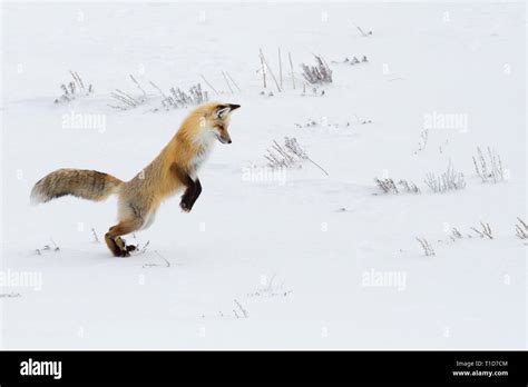 Fox hunting for food in winter snow Stock Photo - Alamy