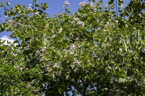 Kachnar or Orchid Tree or Mountain Ebony Bauhinia Variegata Tree with Flowers and Pods Stock ...