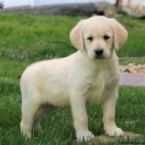 Icarus Purebred, Healthy Labrador Retriever Puppy For Sale, 47% OFF