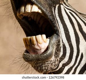 Teeth of herbivores : 11 796 images, photos et images vectorielles de ...