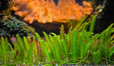 Best Aquarium Grass: Top 8 Picks and Care Guides for Your Tank