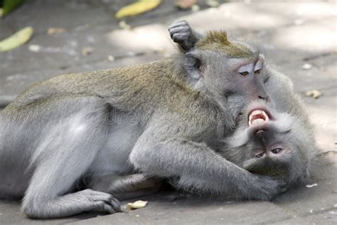 Monkeys fighting stock photo. Image of teeth, indonesian - 8467670