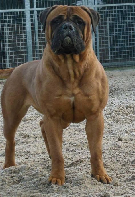 Extreme Dogs's photo; Bullmastiff.jpg (658×960) | Cães enormes, Cães ...