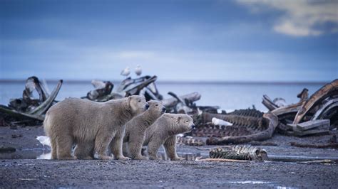 Winter | Wild Alaska | BBC America