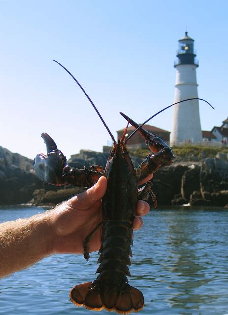 My favorite Maine lobster shacks – Maine Travel Maven