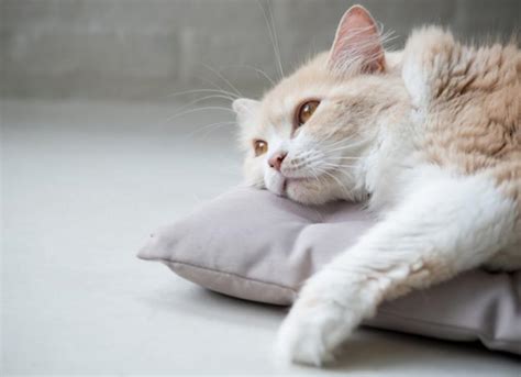 Different Types of Anemia in Cats, Explained | PetMD