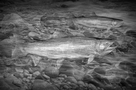 Steelhead Trout Migration Photograph by Randall Nyhof - Fine Art America