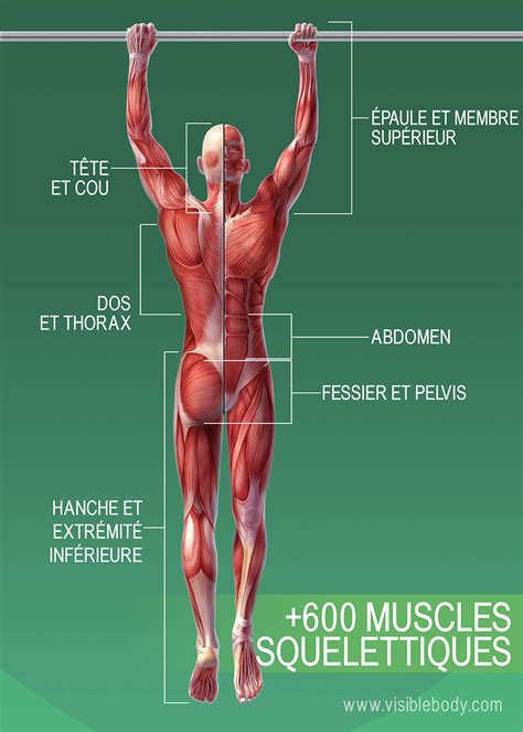 Aperçu des muscles | Apprentissage de l'anatomie musculaire