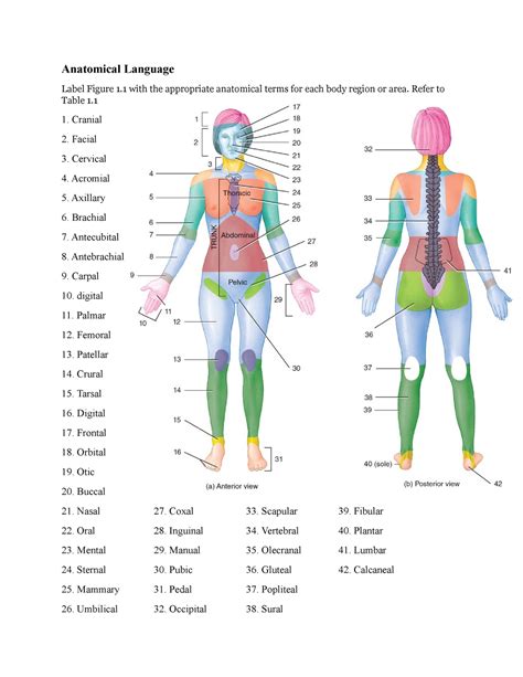 Anatomy And Physiology Labeling - Abba Humananatomy