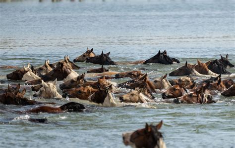 Annual Chincoteague Pony Swim