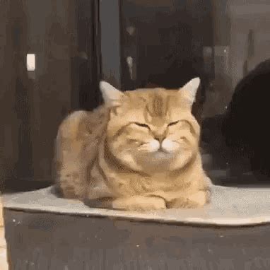 Cat Shocked GIF - Cat Shocked Startled - Discover & Share GIFs