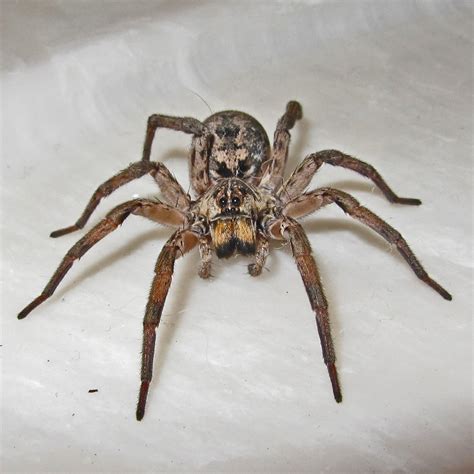 Hogna baltimoriana Wolf Spiders in Kempner, Texas | Bugs In The News