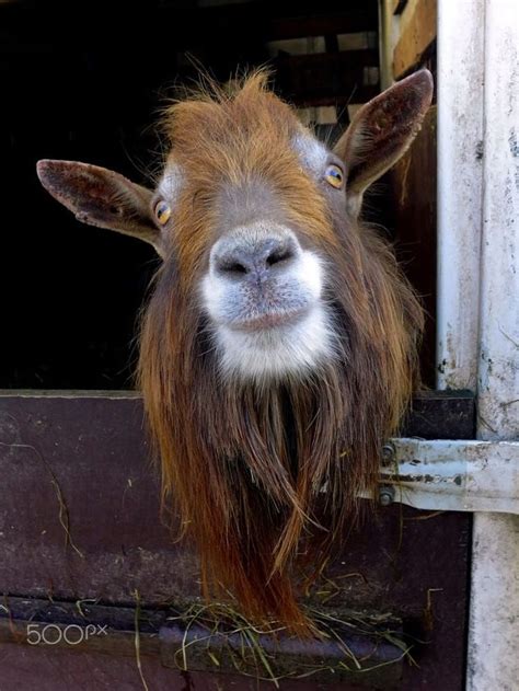 Funny goat | Goats funny, Farm animal crafts, Animals