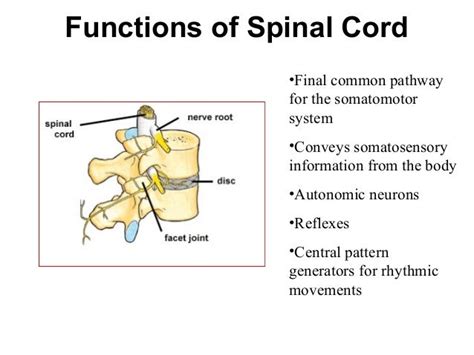 Spinal cord