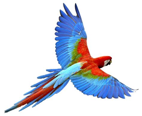 Parrot PNG Images Transparent Free Download | PNGMart.com