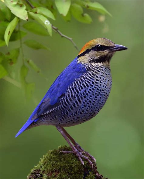 Blue Woodpeckers: Do They Really Exist? - Bird Helpful