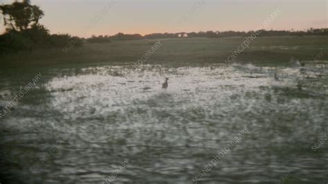 Lechwe running in marshland - Stock Video Clip - K010/4120 - Science Photo Library