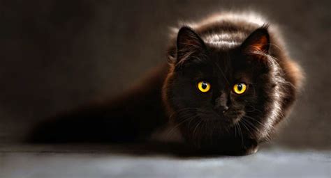 Black Cat Why people think it means Bad Luck - Cats Breed