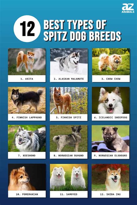 12 Best Types of Spitz Dog Breeds - A-Z Animals