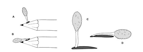 Mecanismo que promueve la polinización cruzada. A y C. Polinarios... | Download Scientific Diagram