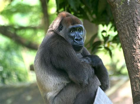 Cross River Gorilla: The World's Rarest Gorilla