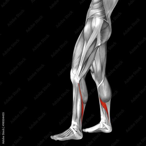 Conceptual 3D human front lower leg muscle anatomy Stock Illustration ...