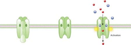 Cell Signaling | A-Level Biology Revision Notes