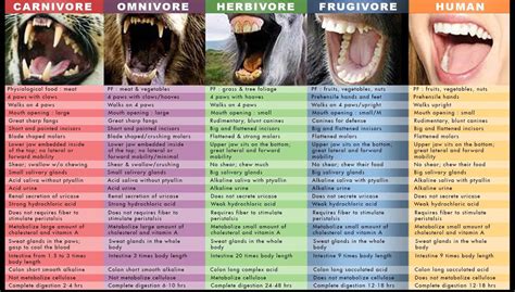 Omnivore Teeth Diagram