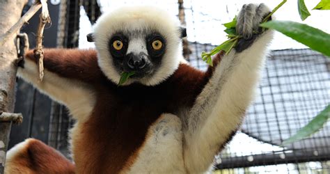 Duke Lemur Center Educates and Entertains – Our State Magazine