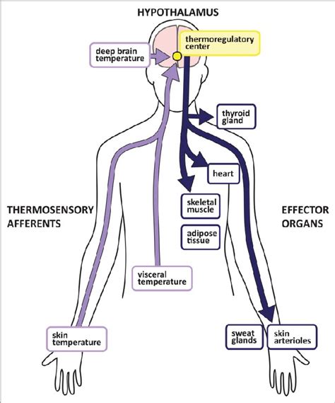 Участие нервной системы в регуляции температуры тела - фото презентация