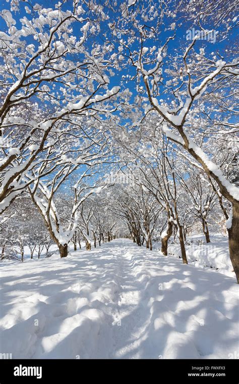 South Korea: Naejangsan Mountain in winter with snow, Winter landscape ...